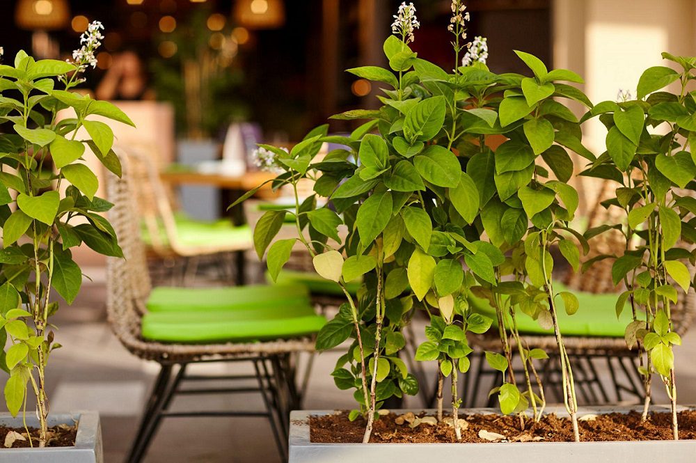 Green lilac bushes grow in wooden tubs in the cafe. Design of outdoor dining